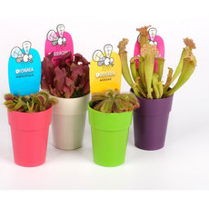 НАСЕКОМОЯДНО РАСТЕНИЕ НАСЕКОМОЯДНО РАСТЕНИЕ