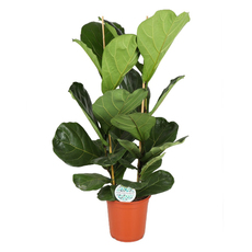 ФИКУС LYRATA Ф24CM H110CM ФИКУС LYRATA Ф24CM H110CM