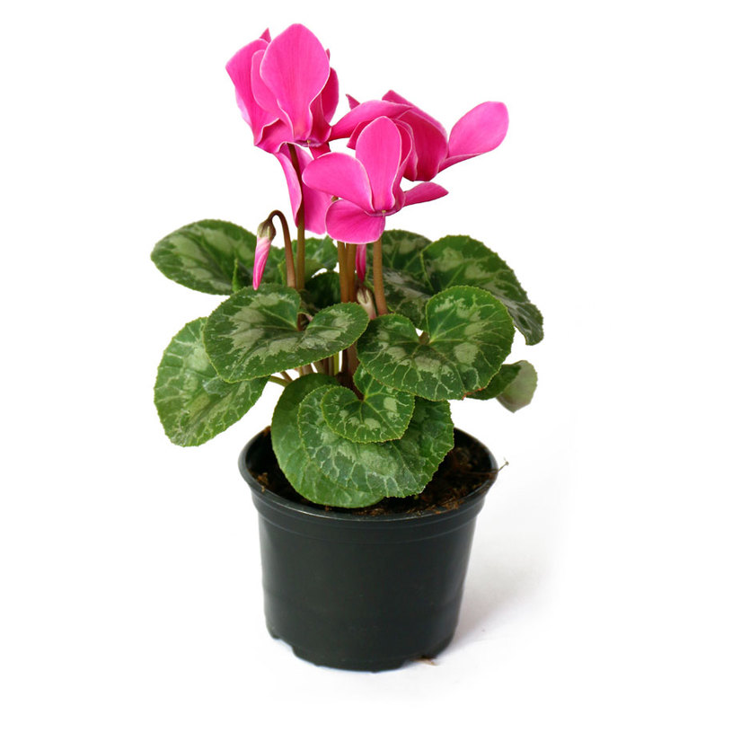 ЦИКЛАМА Ф13СМ ЦИКЛАМА Ф13СМ