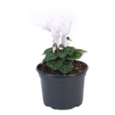 ЦИКЛАМА Ф13СМ ЦИКЛАМА Ф13СМ