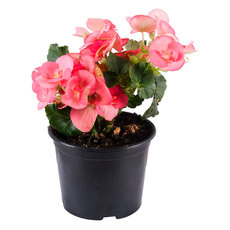 БЕГОНИЯ ЕЛАТИОР Ф13СМ БЕГОНИЯ ЕЛАТИОР Ф13СМ