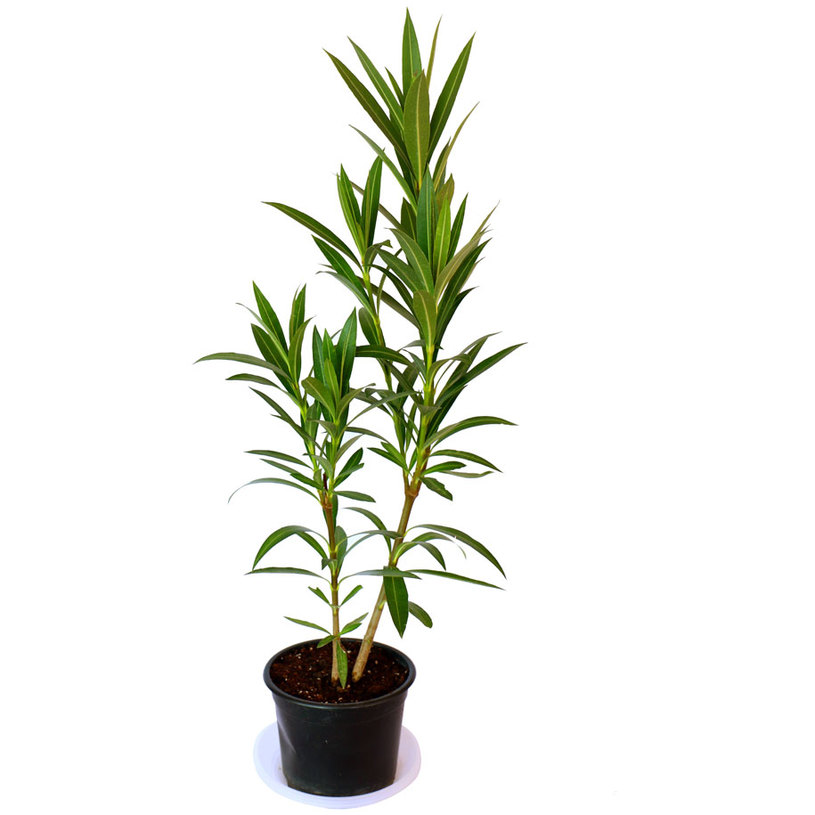 НЕРИУМ ОЛЕАНДЪР Ф12CM НЕРИУМ ОЛЕАНДЪР Ф12CM