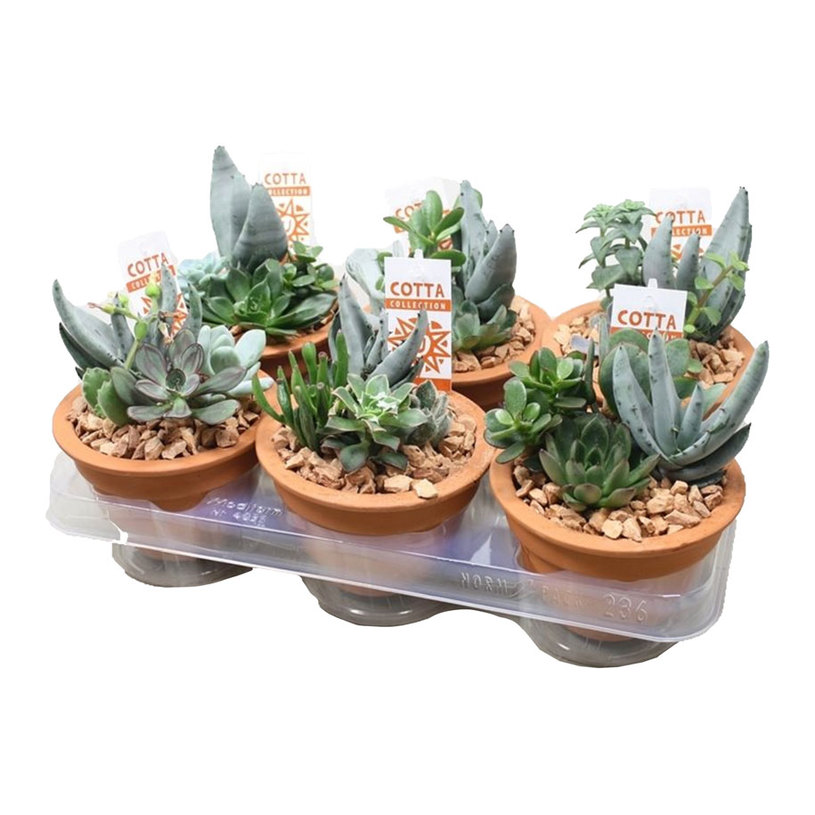 СУКУЛЕНТИ МИКС Ф12СМ H:15CM СУКУЛЕНТИ МИКС Ф12СМ H:15CM