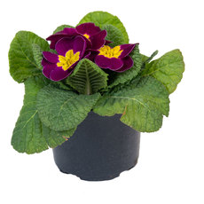 ПРИМУЛА Ф10.5СМ ПРИМУЛА Ф10.5СМ