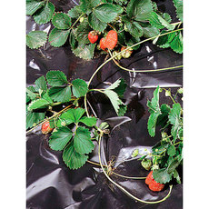 НАЙЛОН ЗА ЯГОДИ 150CM BLACK COVER НАЙЛОН ЗА ЯГОДИ 150CM BLACK COVER