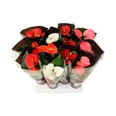 МИНИ АНТУРИУМ Ф9СМ H:25CM MIX МИНИ АНТУРИУМ Ф9СМ H:25CM MIX