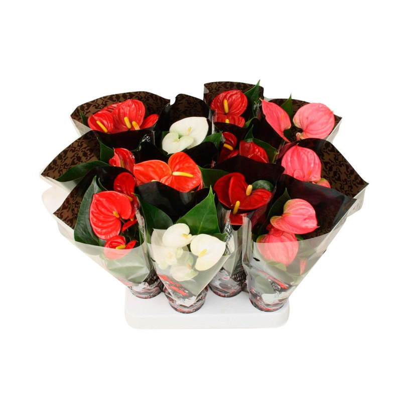 МИНИ АНТУРИУМ Ф9СМ H:25CM MIX МИНИ АНТУРИУМ Ф9СМ H:25CM MIX