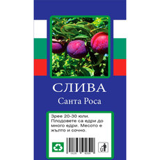 СЛИВА С ПАКЕТИРАН КОРЕН СЛИВА С ПАКЕТИРАН КОРЕН