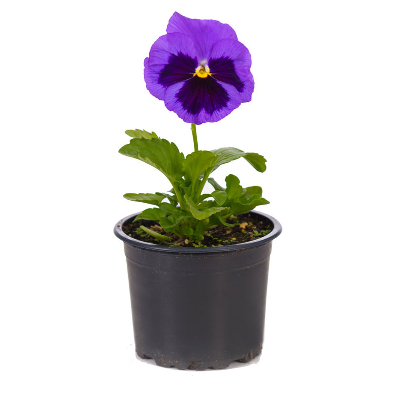 ТЕМЕНУЖКА МИКС Ф9 CM ТЕМЕНУЖКА МИКС Ф9 CM