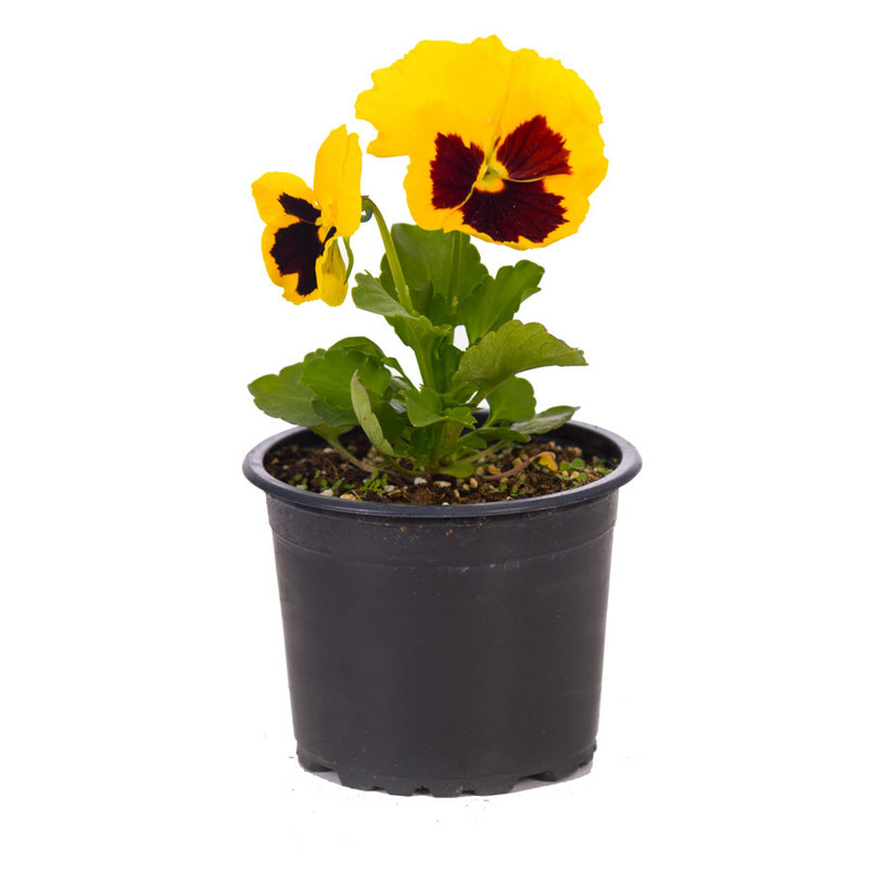 ТЕМЕНУЖКА МИКС Ф9 CM ТЕМЕНУЖКА МИКС Ф9 CM