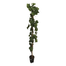VINE PLANT 175/200CM VINE PLANT 175/200CM