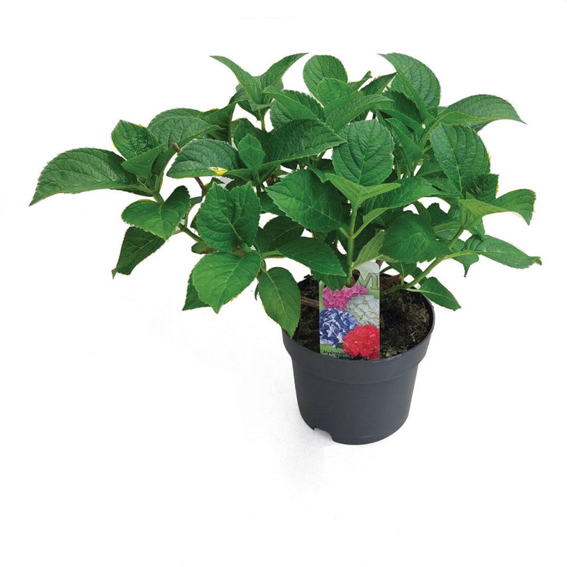 ХОРТЕНЗИЯ МАКРОФИЛА 1.5Л. КОНТЕЙНЕР ХОРТЕНЗИЯ МАКРОФИЛА 1.5Л. КОНТЕЙНЕР