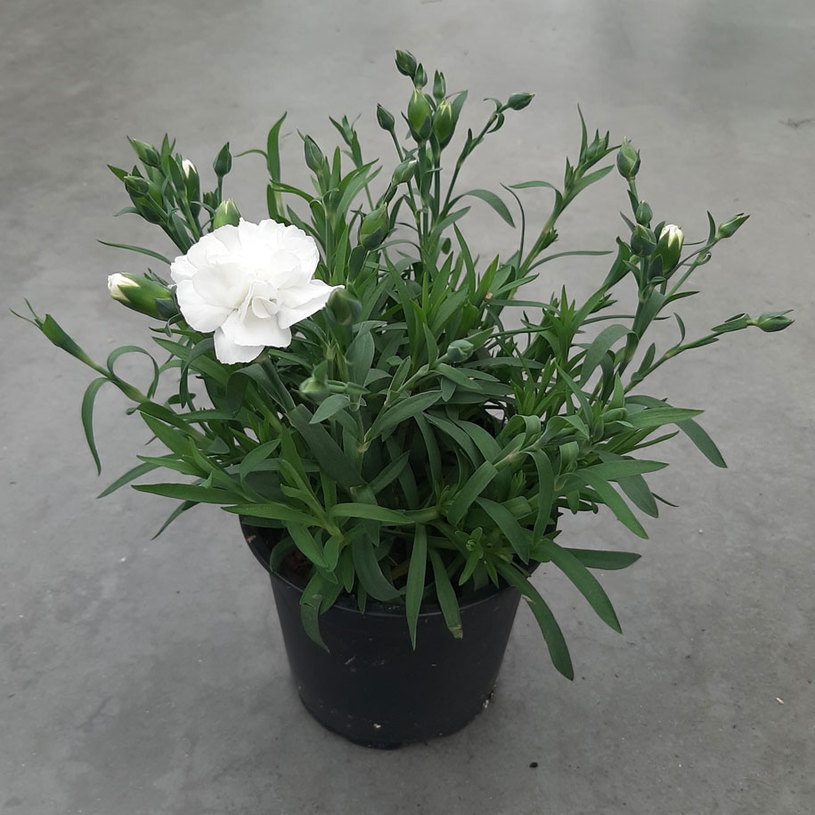 КАРАМФИЛ DINETA МИКС Ф13СМ КАРАМФИЛ DINETA МИКС Ф13СМ