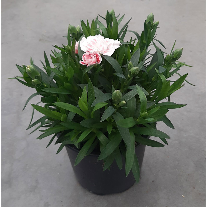 КАРАМФИЛ DINETA МИКС Ф13СМ КАРАМФИЛ DINETA МИКС Ф13СМ