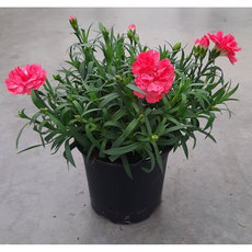 КАРАМФИЛ DINETA МИКС Ф13СМ КАРАМФИЛ DINETA МИКС Ф13СМ