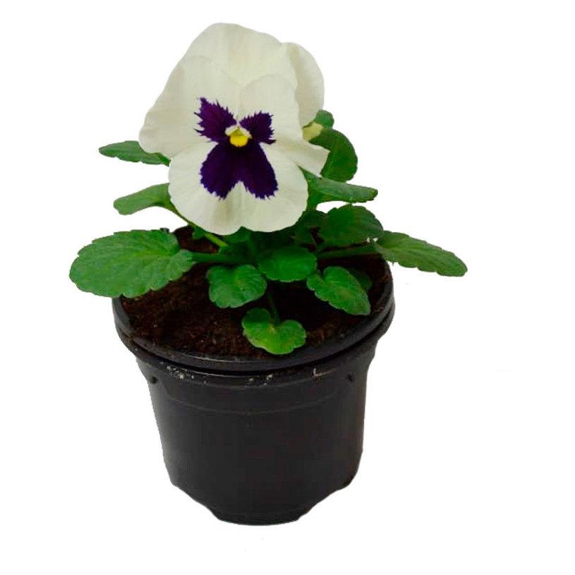 ТЕМЕНУЖКА ВИТРОКИАНА Ф9СМ MIX ТЕМЕНУЖКА ВИТРОКИАНА Ф9СМ MIX