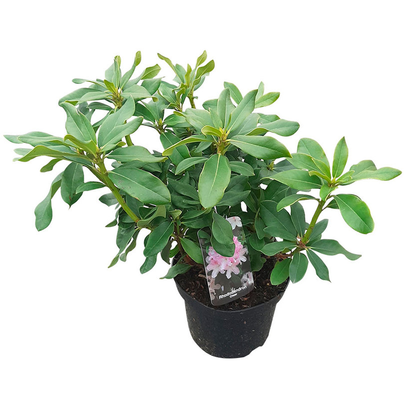 *РОДОДЕНДРОН МИКС 3Л. КОНТЕЙНЕР *РОДОДЕНДРОН МИКС 3Л. КОНТЕЙНЕР