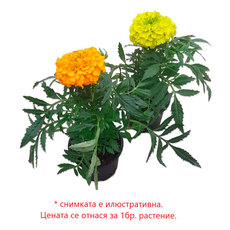 ТАГЕТЕС МИКС Ф9СМ ТАГЕТЕС МИКС Ф9СМ
