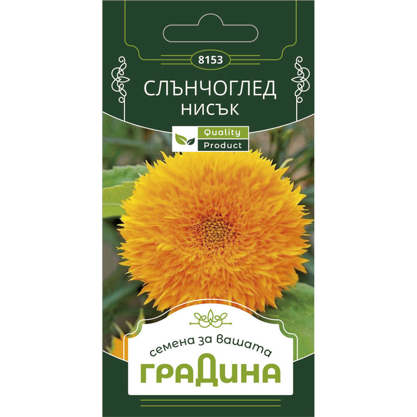 НИСЪК СЛЪНЧОГЛЕД СЕМЕНА ЗА ЦВЕТЯ ГРАДИНА НИСЪК СЛЪНЧОГЛЕД СЕМЕНА ЗА ЦВЕТЯ ГРАДИНА