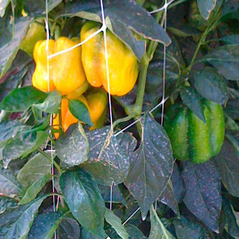 МРЕЖА ЗА УВ.РАСТЕНИЯ PVC HORTONOVA H=2.0 МРЕЖА ЗА УВ.РАСТЕНИЯ PVC HORTONOVA H=2.0