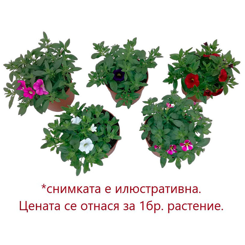 КАЛИБРАХОЕ ТРИКСИ МИКС Ф10.5СМ КАЛИБРАХОЕ ТРИКСИ МИКС Ф10.5СМ