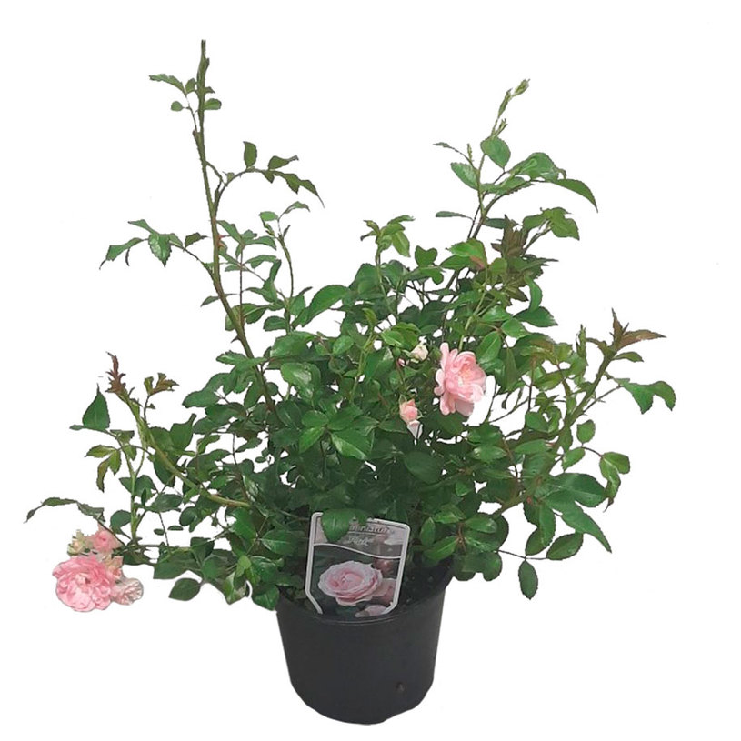 ГРАДИНСКА МИНИ РОЗА МИКС 1.5Л. КОНТЕЙНЕР ГРАДИНСКА МИНИ РОЗА МИКС 1.5Л. КОНТЕЙНЕР