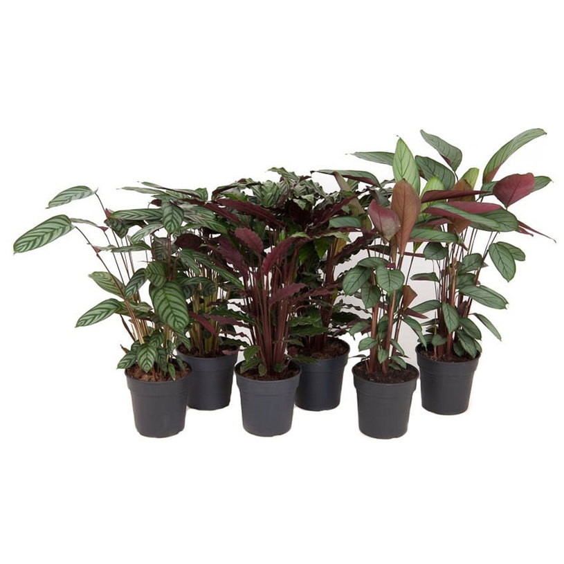КАЛАТЕЯ МИКС Ф19CM H:75CM КАЛАТЕЯ МИКС Ф19CM H:75CM