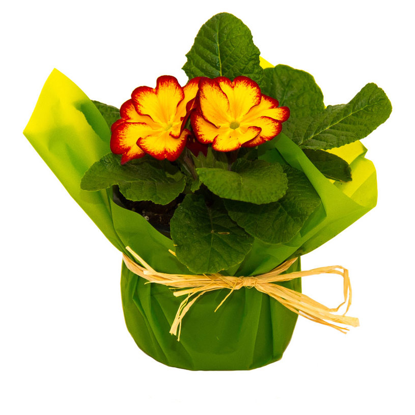 ПРИМУЛА MIX Ф10.5CM С ОПАКОВКА ПРИМУЛА MIX Ф10.5CM С ОПАКОВКА