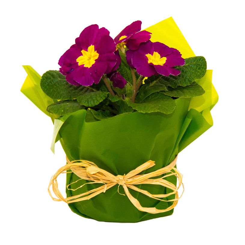 ПРИМУЛА MIX Ф10.5CM С ОПАКОВКА ПРИМУЛА MIX Ф10.5CM С ОПАКОВКА