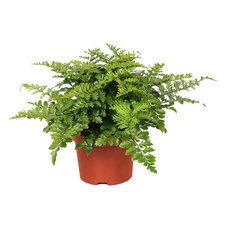 АСПЛЕНИУМ PARVATI Ф12CM H:25CM АСПЛЕНИУМ PARVATI Ф12CM H:25CM