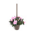 САКСИЯ ЗА ЗАКАЧАНЕ MY MOOD Ф18cm/2.8L бе САКСИЯ ЗА ЗАКАЧАНЕ MY MOOD Ф18cm/2.8L бе