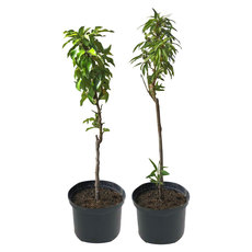 МИНИ ПЛОДНИ ДРЪВЧЕТА В КОНТЕЙНЕР МИНИ ПЛОДНИ ДРЪВЧЕТА В КОНТЕЙНЕР