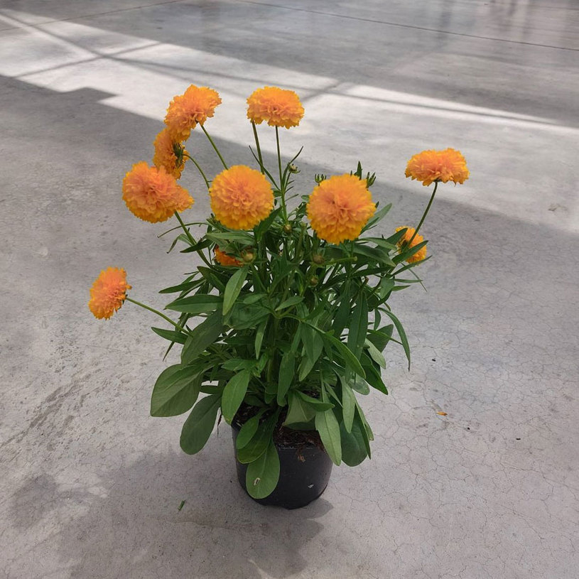 КОРЕОПСИС/ЖЪЛТИЧКА 1Л. КОРЕОПСИС/ЖЪЛТИЧКА 1Л.