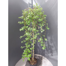 ПЛАЧЕЩА ВЪРБА 120СМ 5Л. ПЛАЧЕЩА ВЪРБА 120СМ 5Л.