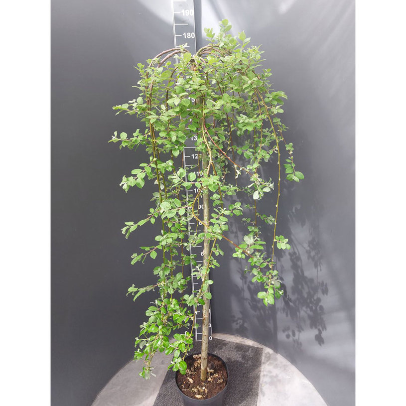 ПЛАЧЕЩА ВЪРБА 120СМ 5Л. ПЛАЧЕЩА ВЪРБА 120СМ 5Л.