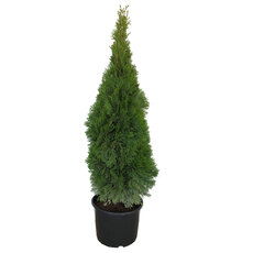 ТУЯ СМАРАГД 120/140CM 7Л. ТУЯ СМАРАГД 120/140CM 7Л.