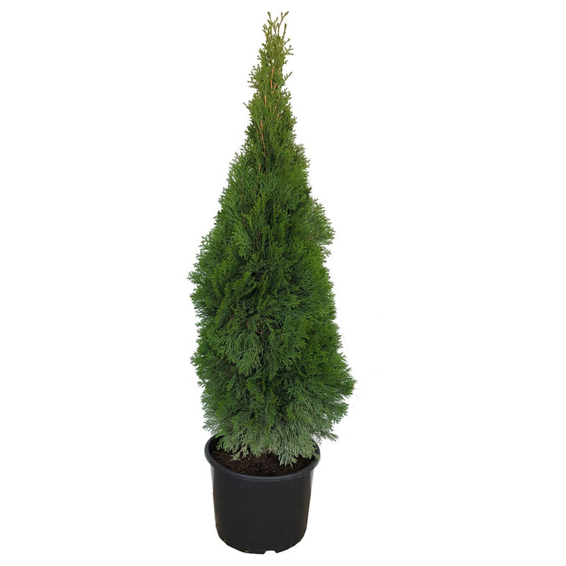 ТУЯ СМАРАГД 120/140CM 7Л. ТУЯ СМАРАГД 120/140CM 7Л.