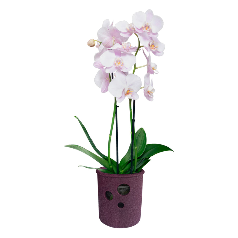 КАШПА ЦИЛИНДЪР ОРХИДЕЯ 13.5X14CM ВИОЛЕТ КАШПА ЦИЛИНДЪР ОРХИДЕЯ 13.5X14CM ВИОЛЕТ