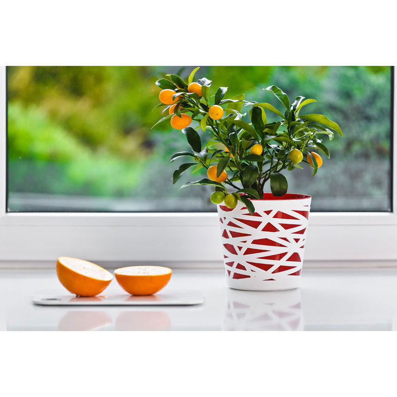 ПЛАСТМ. КАШПА BETI DB19 Ф19x19cm ЧЕРВЕН ПЛАСТМ. КАШПА BETI DB19 Ф19x19cm ЧЕРВЕН