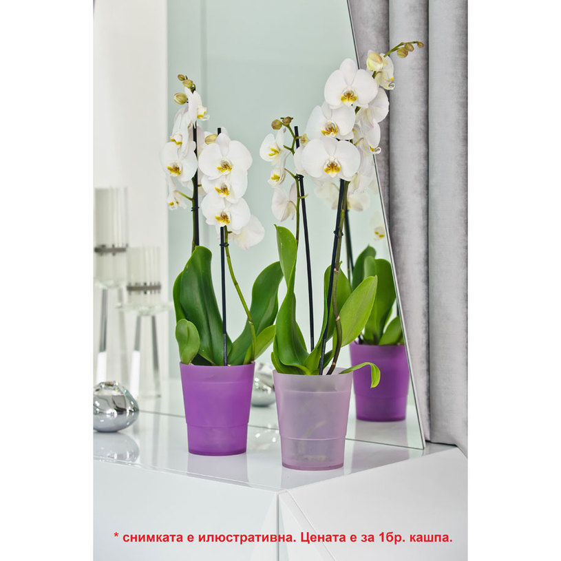 КАШПА ОРХИДЕЯ DOS 14 Ф14x16cm MIX КАШПА ОРХИДЕЯ DOS 14 Ф14x16cm MIX