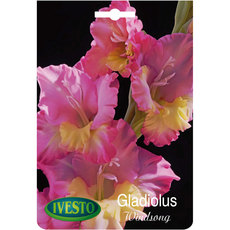 ЛУКОВИЦИ ГЛАДИОЛА WINDSONG IVESTO ЛУКОВИЦИ ГЛАДИОЛА WINDSONG IVESTO