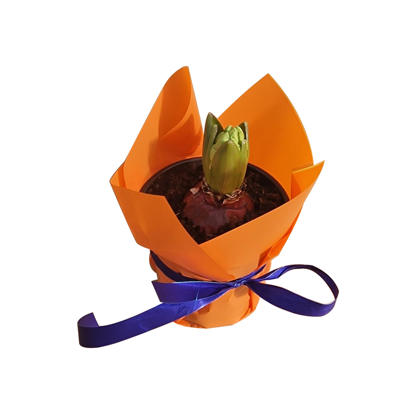 ЗЮМБЮЛ Ф9 С ОПАКОВКА ЗЮМБЮЛ Ф9 С ОПАКОВКА