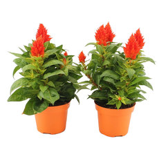 ЦЕЛОЗИЯ KELOS FIRE ОРАНЖ ЦЕЛОЗИЯ KELOS FIRE ОРАНЖ
