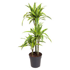 ДРАЦЕНА LEMON LIME Ф21CM H:105CM ДРАЦЕНА LEMON LIME Ф21CM H:105CM