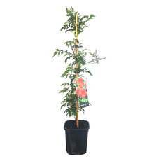 ТЕКОМА С2 h60cm MIX ТЕКОМА С2 h60cm MIX