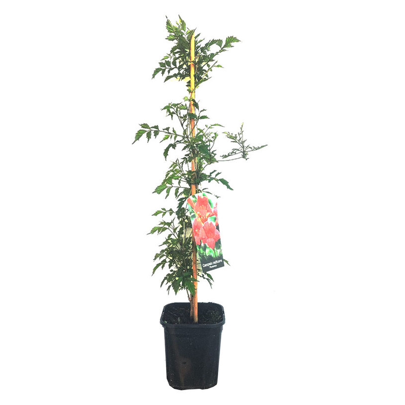 ТЕКОМА С2 h60cm MIX ТЕКОМА С2 h60cm MIX