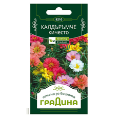 КАЛДЪРЪМЧЕ КИЧЕСТО СЕМЕНА ЗА ЦВЕТЯ ГР. КАЛДЪРЪМЧЕ КИЧЕСТО СЕМЕНА ЗА ЦВЕТЯ ГР.