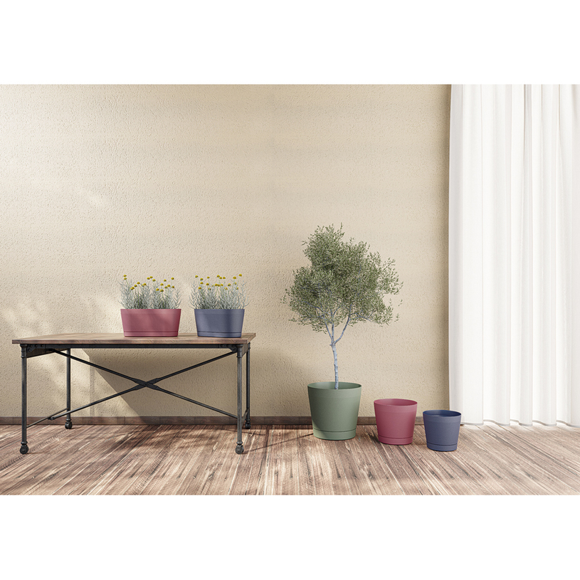 САКСИЯ ORIONE 24 BLUSH САКСИЯ ORIONE 24 BLUSH