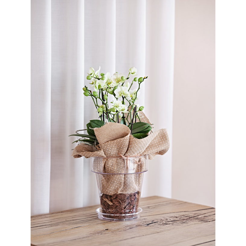 КАШПА PORTO 20 TRANSPARENT КАШПА PORTO 20 TRANSPARENT