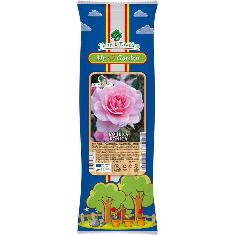СОРТОВЕ РОЗИ В ПАКЕТ ЧАЕН ХИБРИД СОРТОВЕ РОЗИ В ПАКЕТ ЧАЕН ХИБРИД
